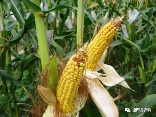 ���׶d���c�՗U��ԭ����