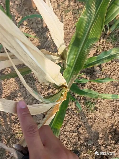 ���쵽����������ģʽ���_������������ɶΣ��������A����