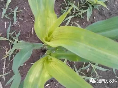 ���הQ����ô�k����ץ�o��Q��(hu��)Ӱ푮a(ch��n)��!!!